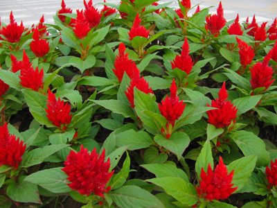 ��ʲô����������ͷ��Ũ������ ��������ͷ����Ũ�ܵ�Сƫ��