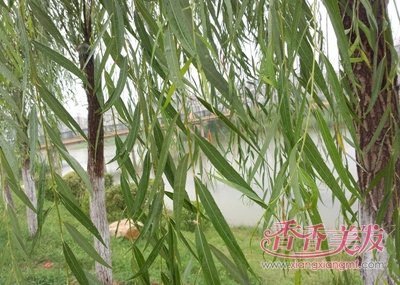 ͷ��ϸ��ϡ����ô�������Ա�� ��ЩС���о�����Ч����ͷ��ϸ��ϡ��